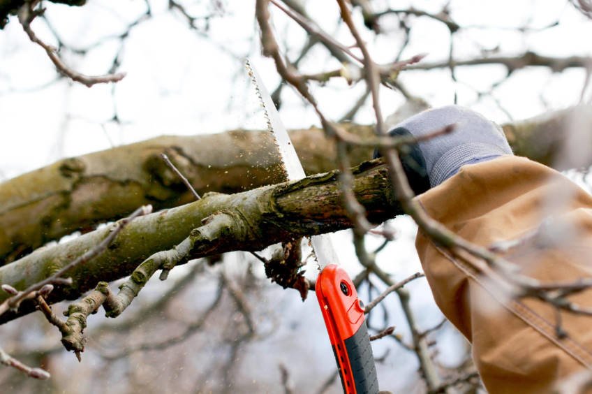 Common Mistakes of Gardeners when Pruning Trees and Shrubs