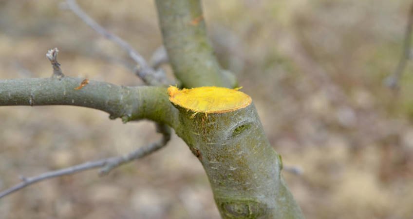 Common Mistakes of Gardeners when Pruning Trees and Shrubs