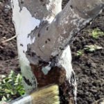 Creolin to Protect Fruit Trees from Pests