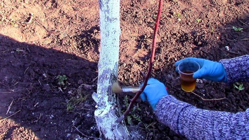 Creolin to Protect Fruit Trees from Pests