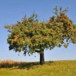 Crowns are Very Different, or How the Tree is Arranged