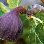 Delicacy in a Pot: Grow Figs