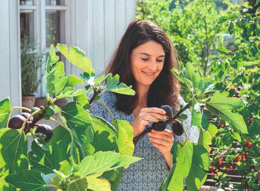 Delicacy in a Pot: Grow Figs