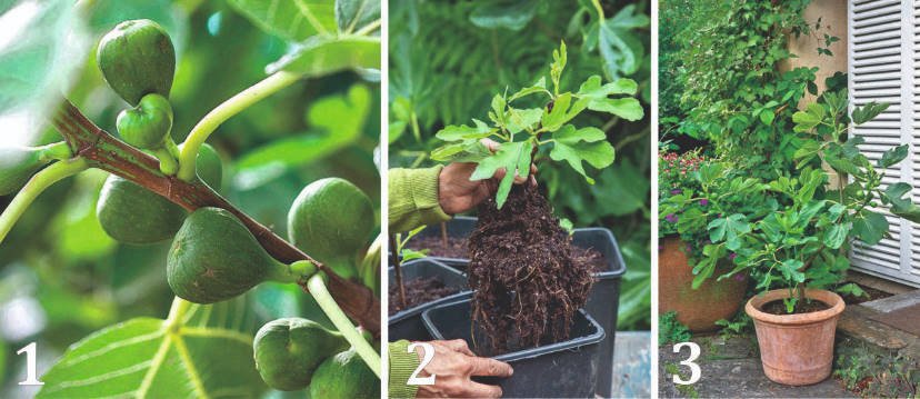 Delicacy in a Pot: Grow Figs