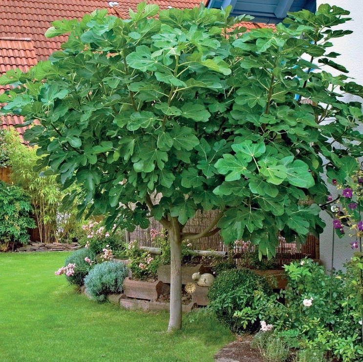 Delicacy in a Pot: Grow Figs