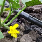How to Arrange an Effective Drip Irrigation in the Greenhouse