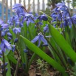 Flowers of Happy Childhood – Scilla