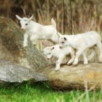 Goat Yoga
