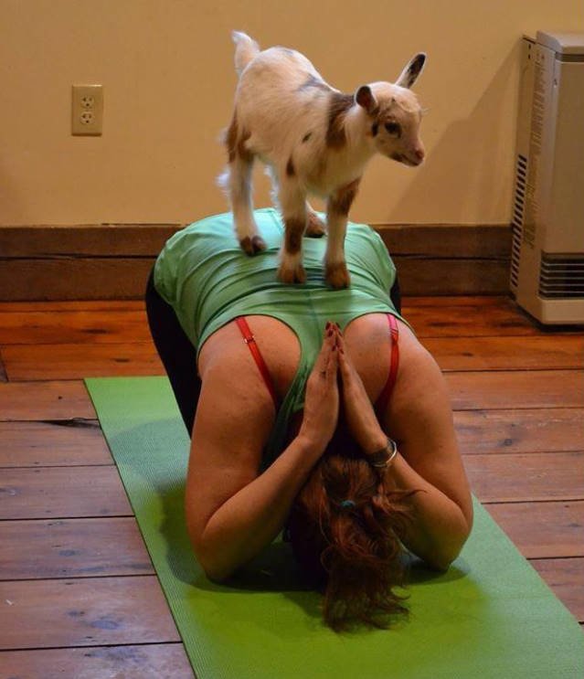 Goat Yoga