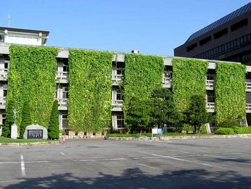 Green Curtains that are Really Effective in Combating Global Warming