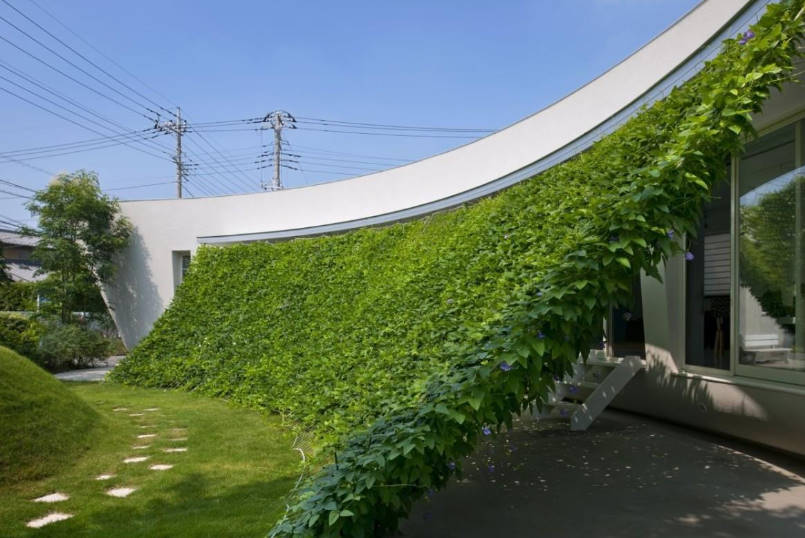 Green Curtains that are Really Effective in Combating Global Warming