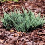 Useful Tips: How to Plant Juniper