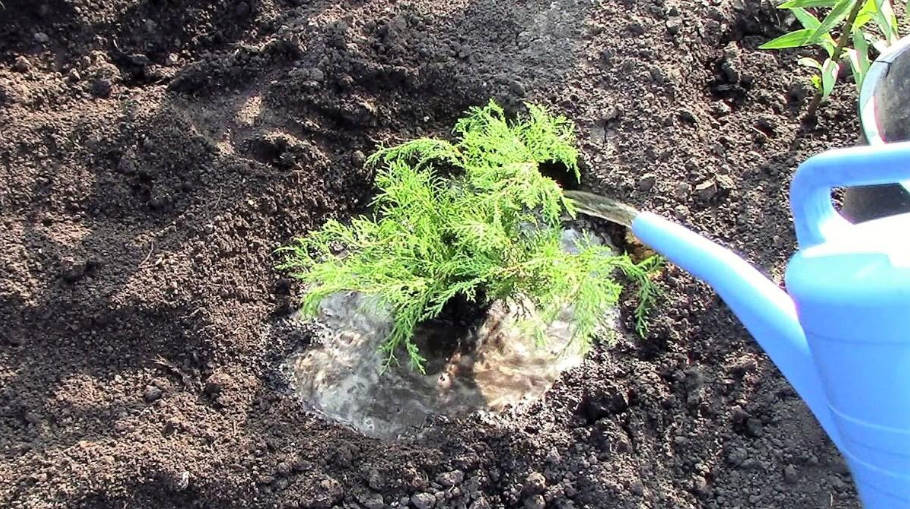 Useful Tips: How to Plant Juniper