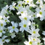 How to Propagate Primula by Dividing the Bush