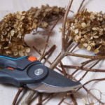 How to Prune Hydrangea Paniculata