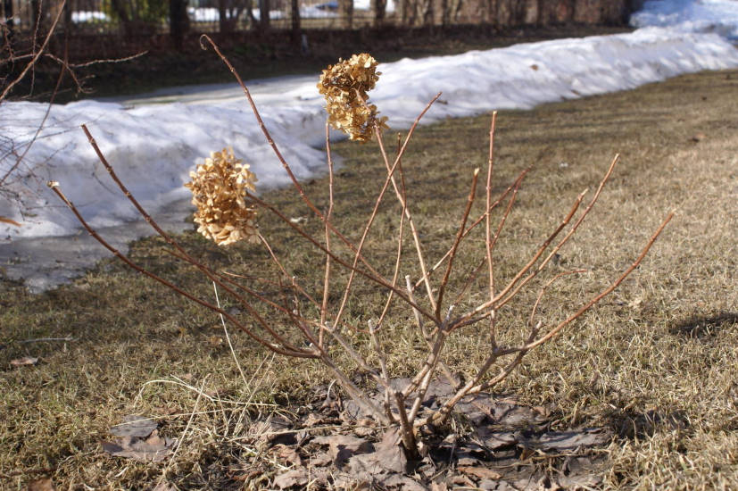 How to Prune Hydrangea Paniculata