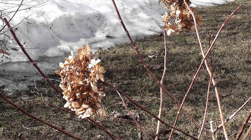 How to Prune Hydrangea Paniculata