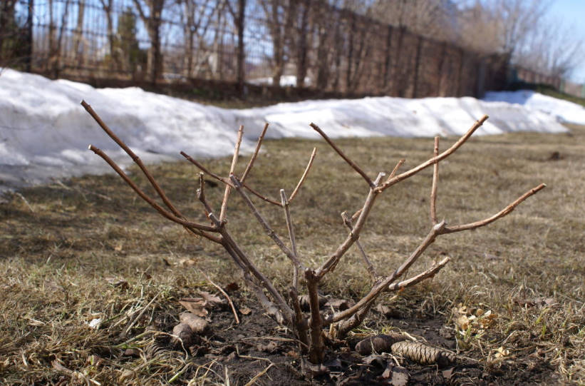 How to Prune Hydrangea Paniculata