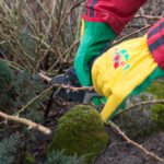 Features of Spring Pruning Roses