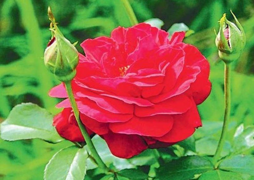 Features of Spring Pruning Roses