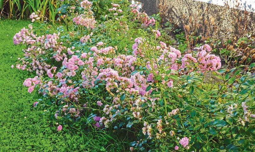 Features of Spring Pruning Roses