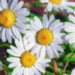 Leucanthemum: Meet, Choose and Grow