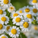 Meet a Real Daisy in the Garden