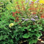 Non-stop: Annual Flowers for the Whole Season