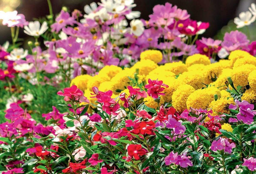 Non-stop: Annual Flowers for the Whole Season