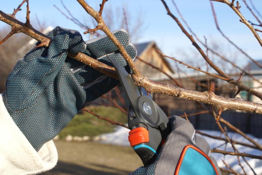 Pruning Trees and Shrubs: Choose a Winning Tactic