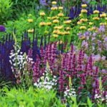 Purple Fantasy: Plants for Flower Garden in Fashionable Colors