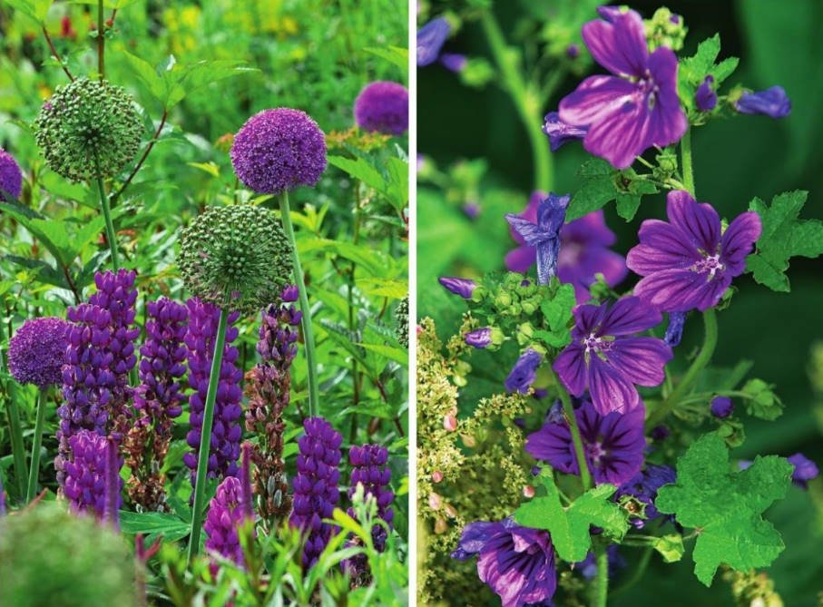 Purple Fantasy: Plants for Flower Garden in Fashionable Colors
