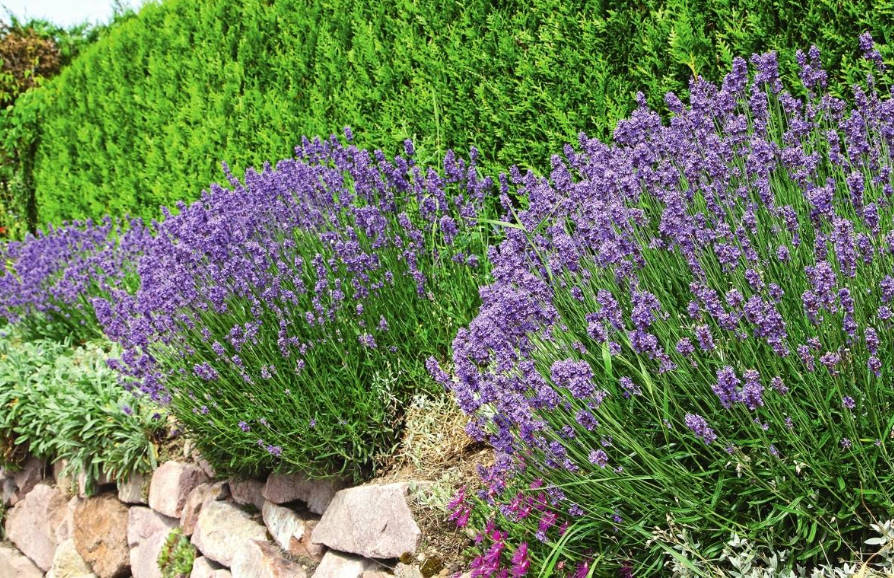 Purple Fantasy: Plants for Flower Garden in Fashionable Colors