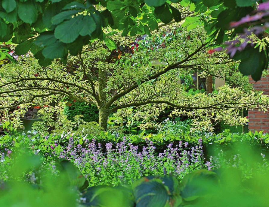 Purple Fantasy: Plants for Flower Garden in Fashionable Colors