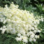 Reproduction of Elderberry by Cuttings