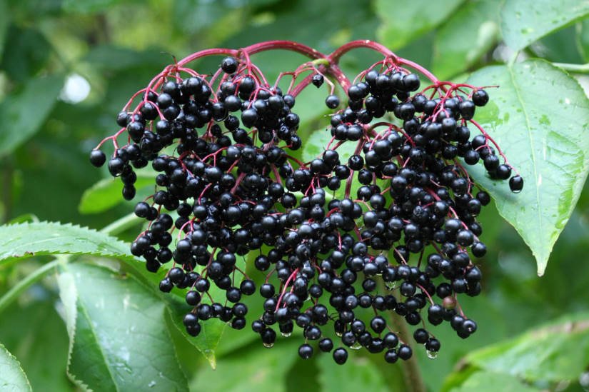 Reproduction of Elderberry by Cuttings