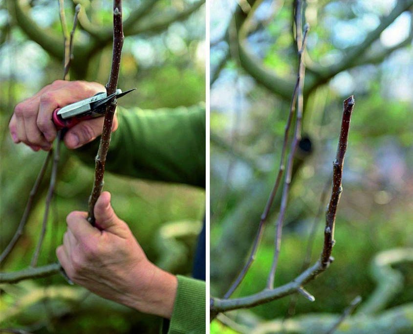 Seven Times Measure, or the ABCs of Pruning