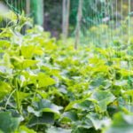 Some Cucumbers Need a Trellis