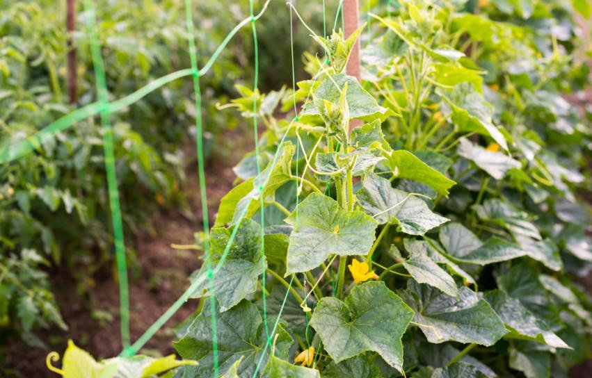 Some Cucumbers Need a Trellis
