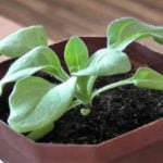 Some of the Nuances of Growing Seedlings of Petunias