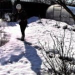 Spring Treatment Currant Pests