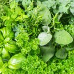 The Best Herbs for Home Spices (Part 1)
