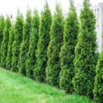 Useful Tips for Summer Residents: How to Plant Thuja