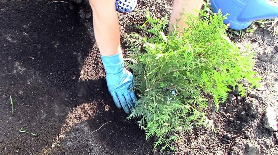 Useful Tips for Summer Residents: How to Plant Thuja