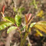 Useful Tips How to Plant a Rose