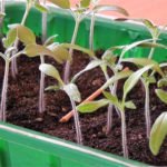 Useful Tips for Growing Great Tomatoes