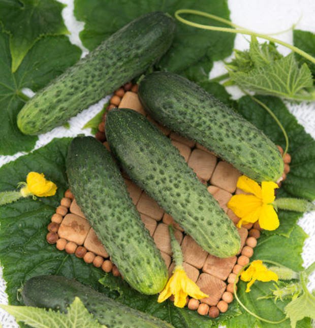 What's the Secret to the Yield of Cucumber