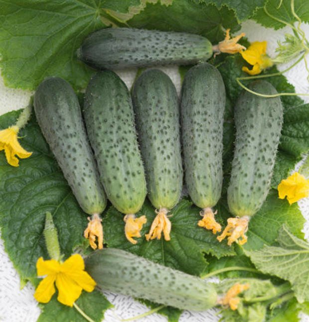 What's the Secret to the Yield of Cucumber