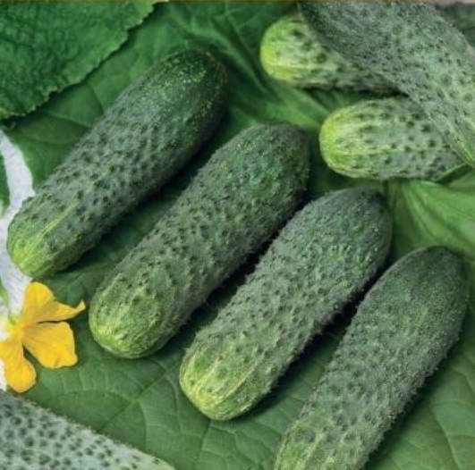 What's the Secret to the Yield of Cucumber