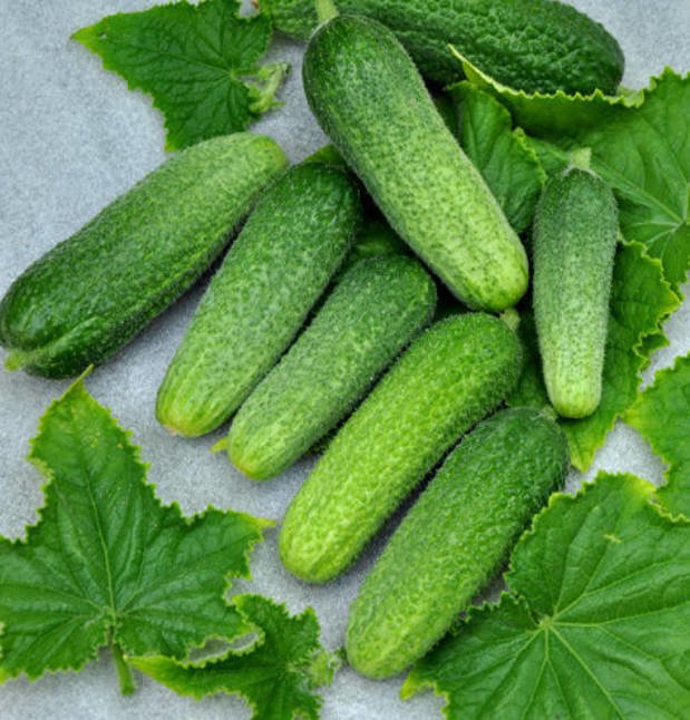 What's the Secret to the Yield of Cucumber